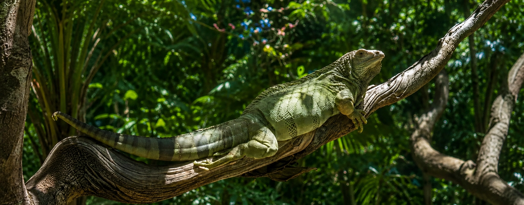 Iguana Species