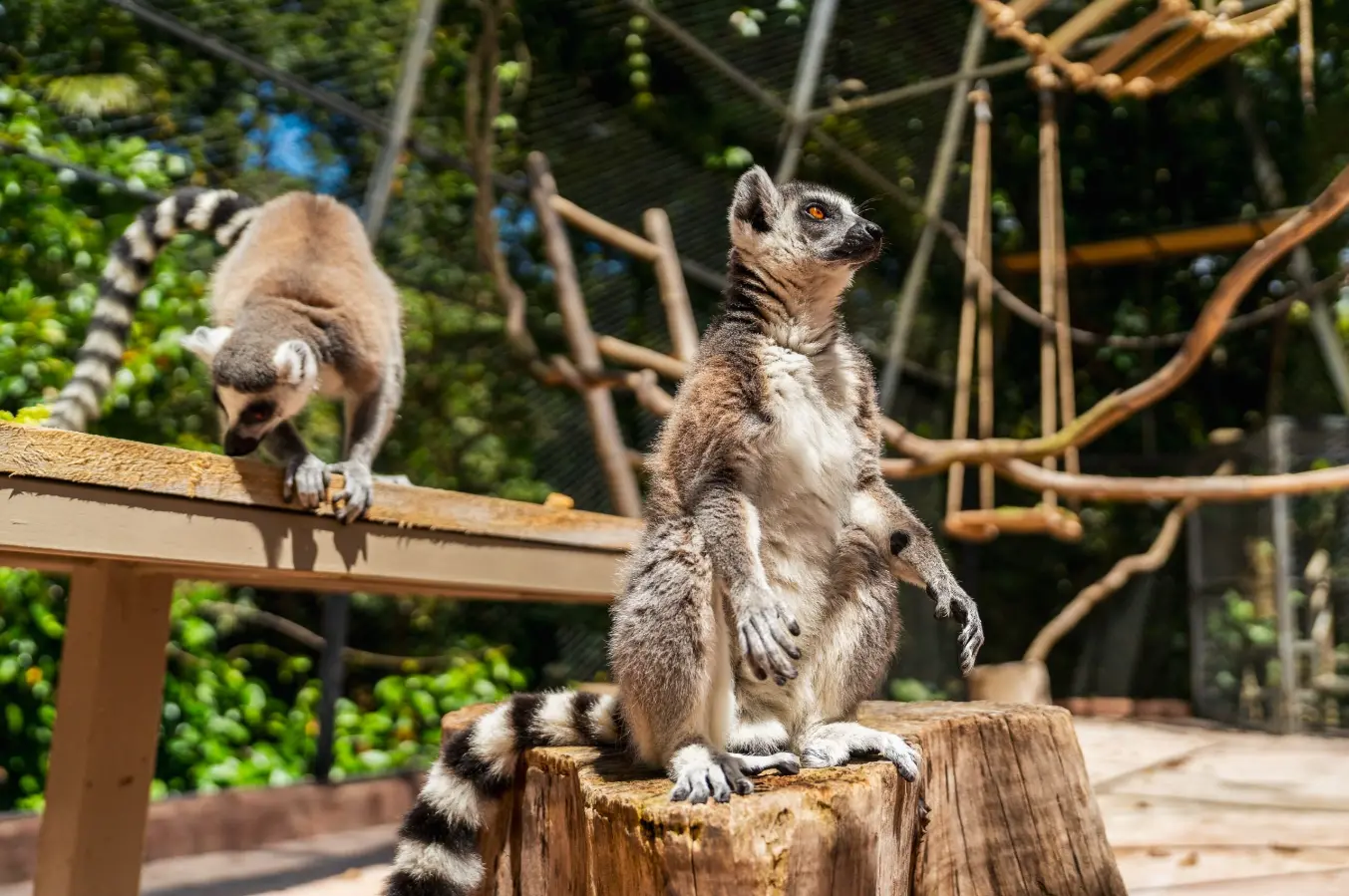 A Living Connection to Madagascar's Forests section image