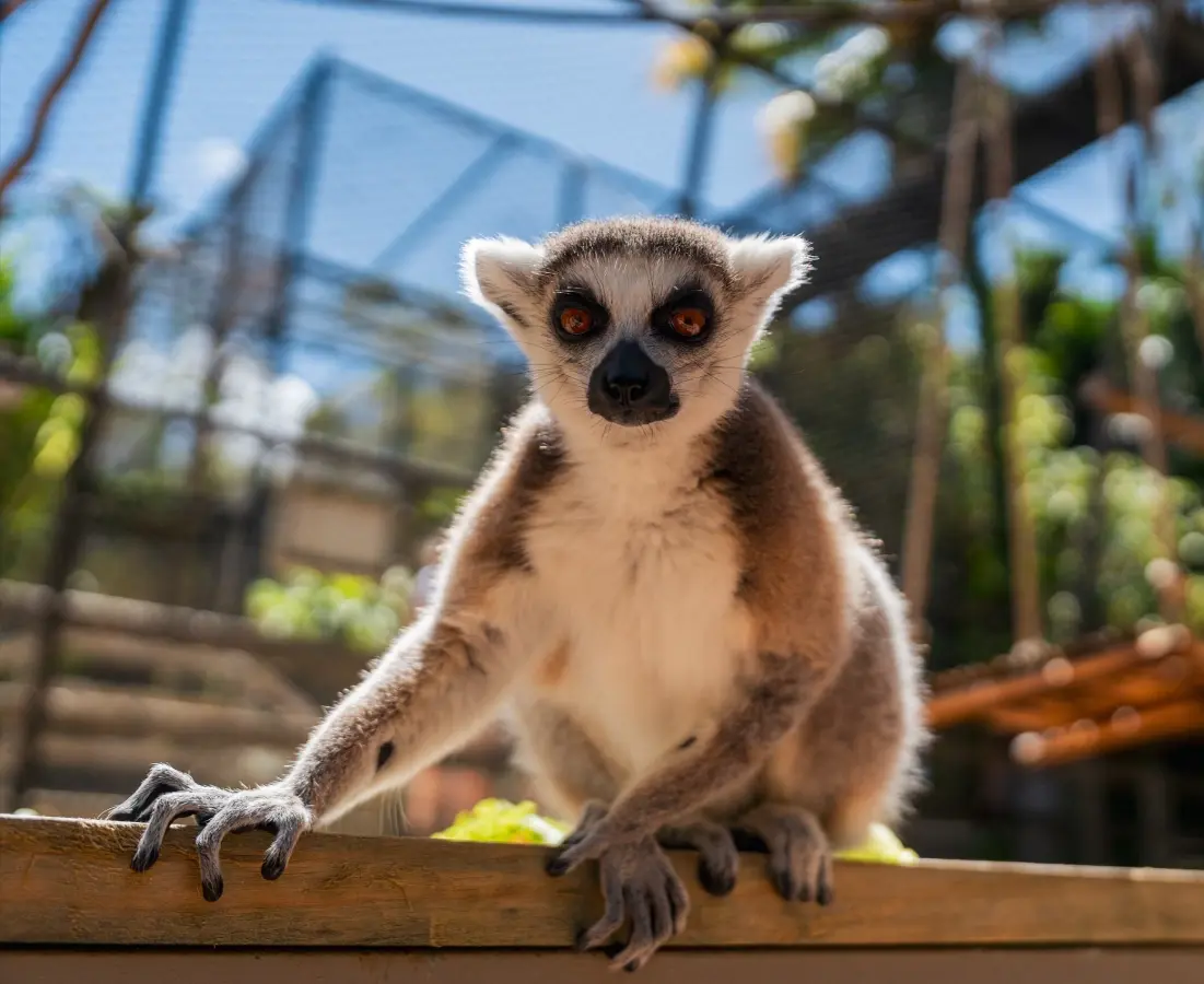 Lemurs of Madagascar