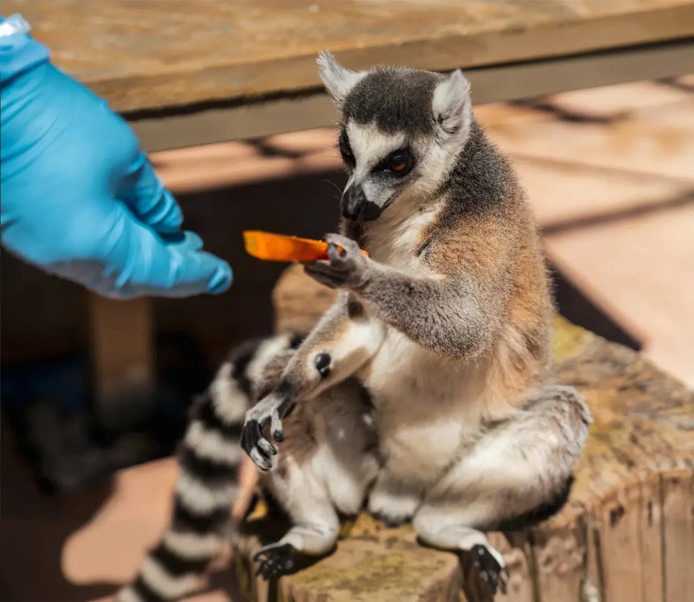 How We Care for Them and Why It Matters