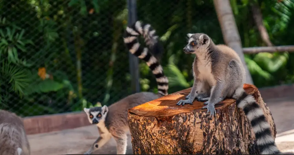 Lemurs of Madagascar